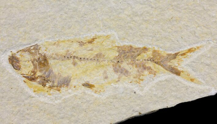Bargain Fossil Fish (Knightia) - Wyoming #150563